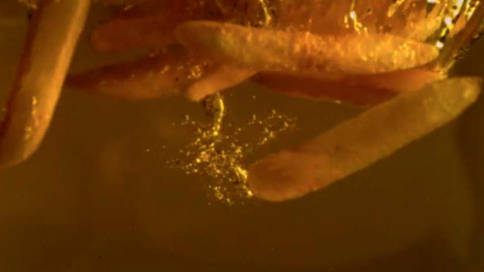 Комплект за закуска, видеоклип за продукта