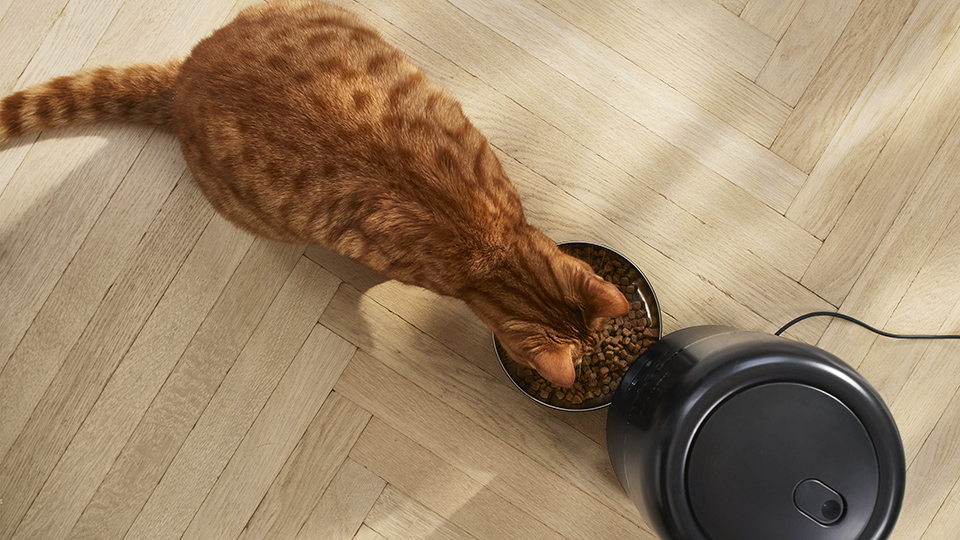 Интелигентната хранилка е предназначена за приятно изживяване на вашата котка